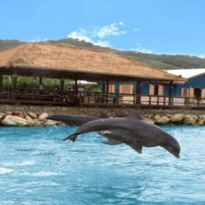 Dolphin Cove Montego Bay